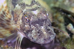 Sea Robin, Beach 8th Street, Far Rockaway New York by Richard Micus 